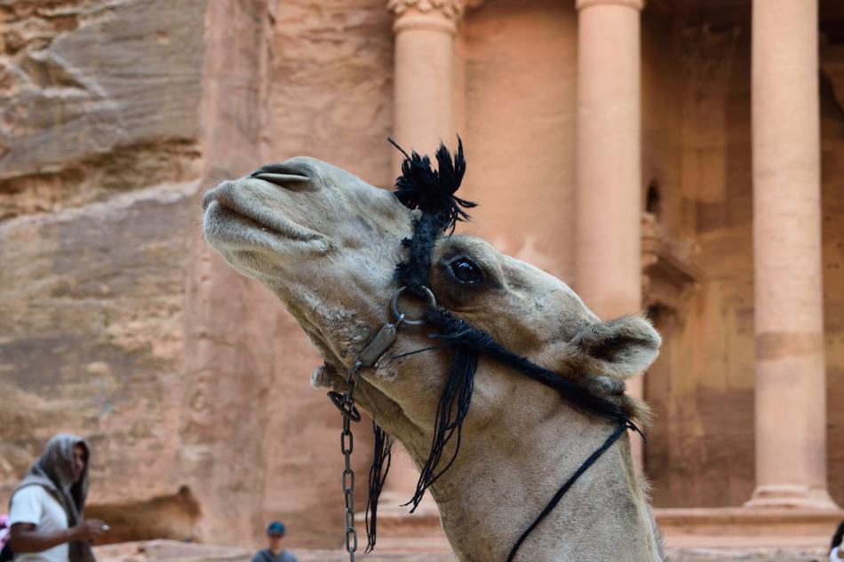 Animal Camel Facial