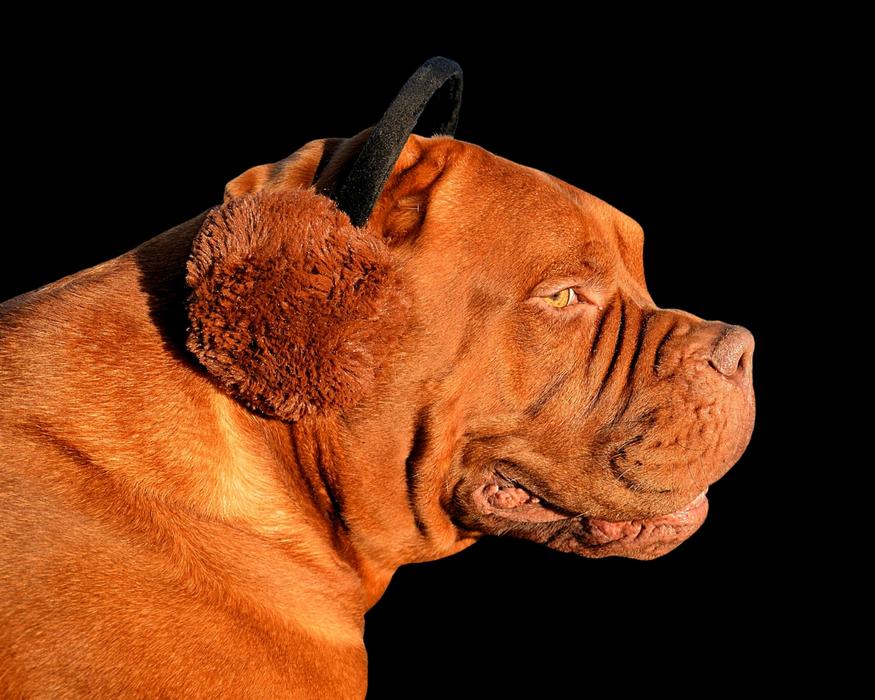 Dog Ear Warmer Funny