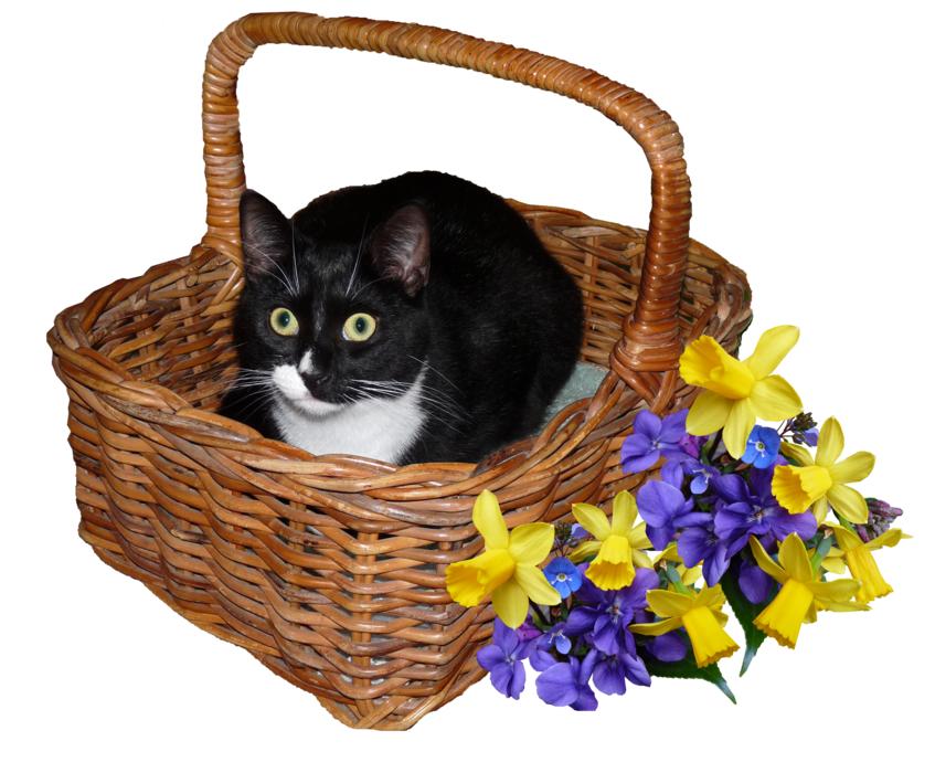 Cat in the Basket