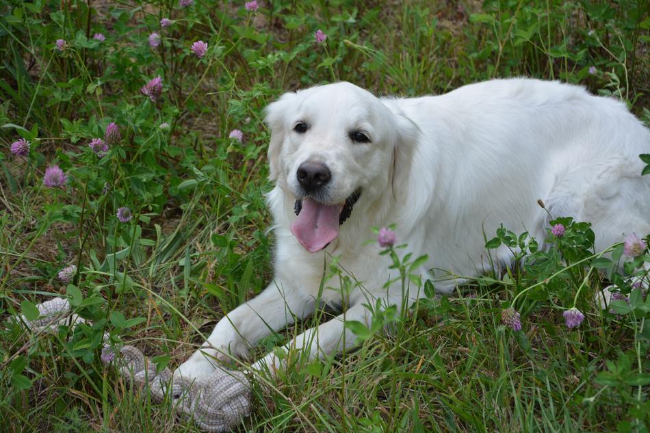 Dog Golden Retriever Bitch Mollie