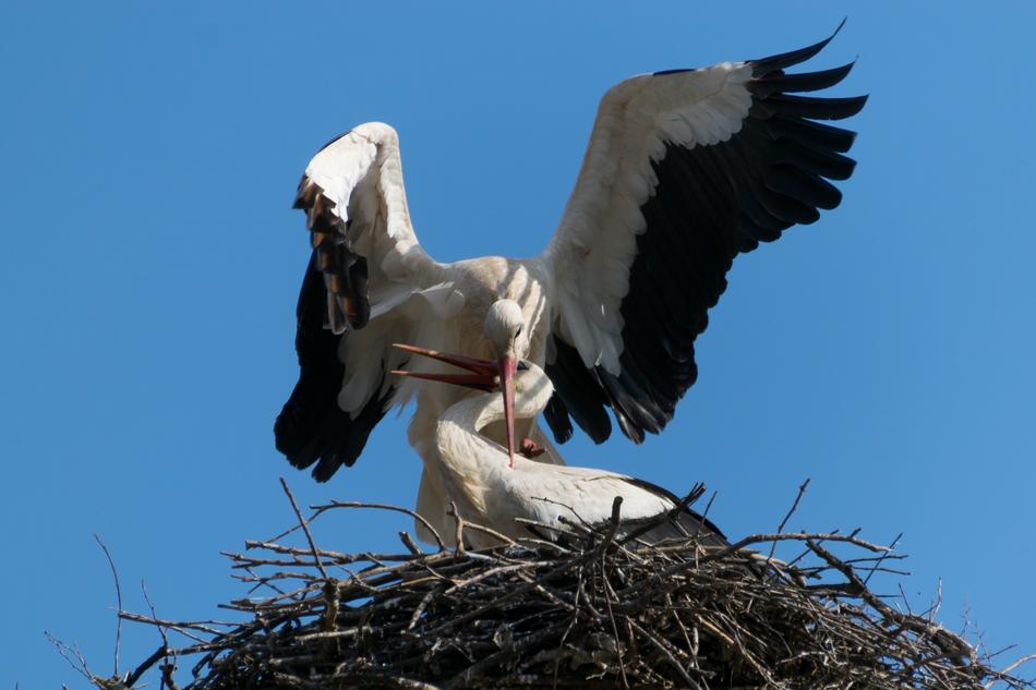 Stork Bird Had Not Been A