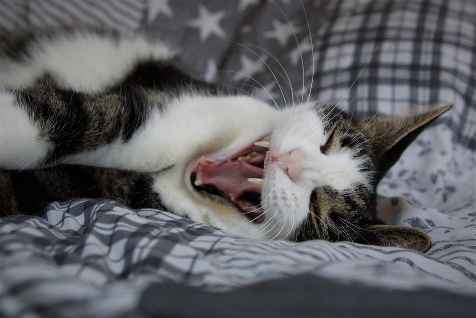 yawning cat lies