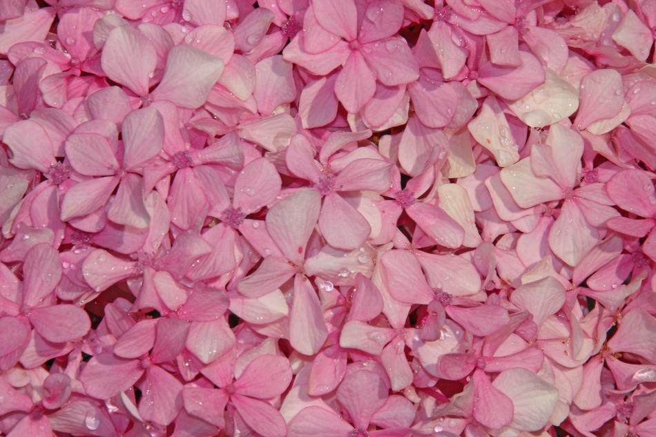 Flowers Sea Of Pink