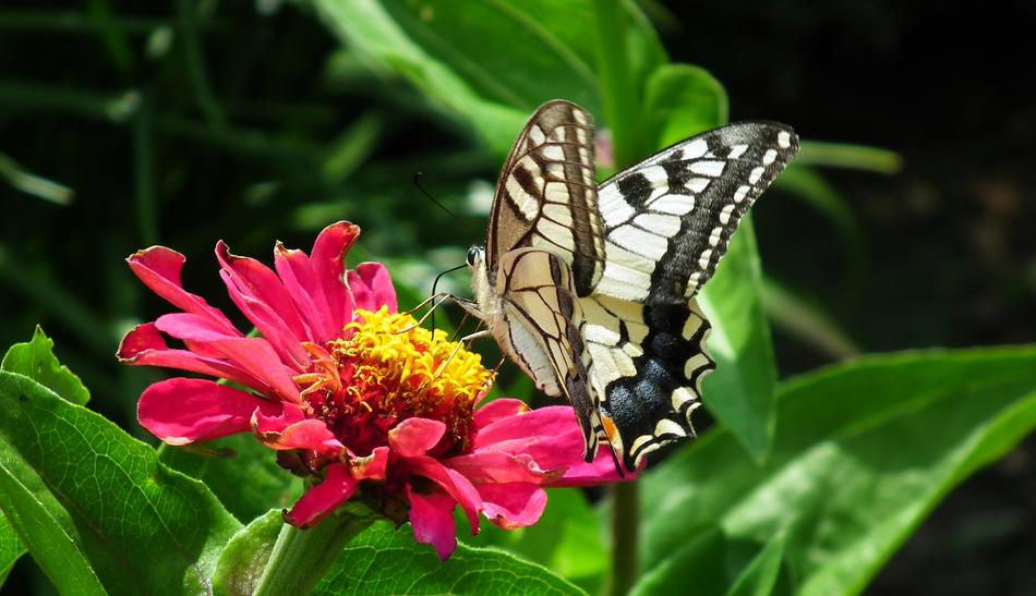 Butterfly Paż Queen Insect
