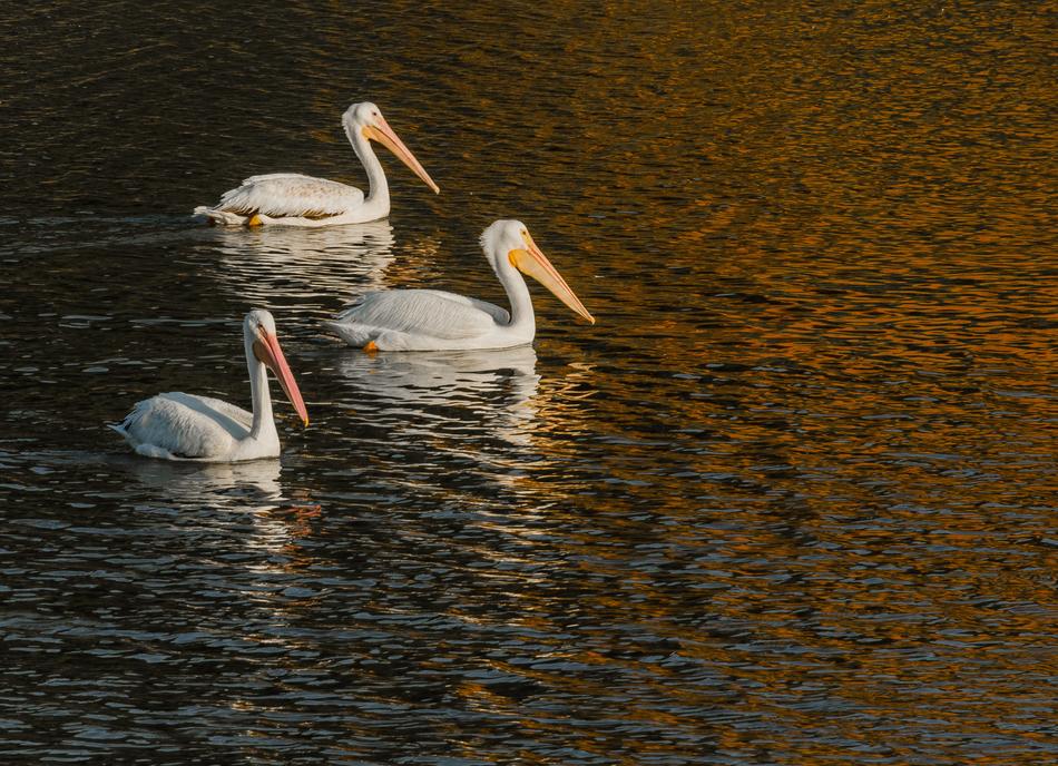 Pelicans White Bird