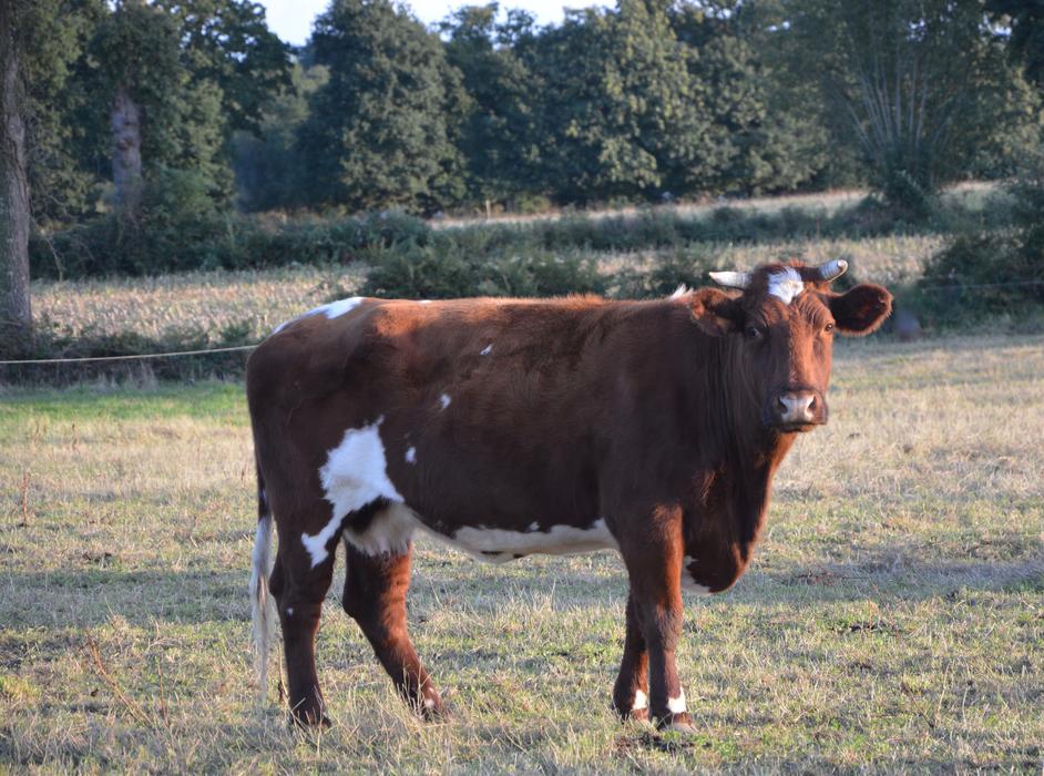 Cow Cattle Ruminant free image download