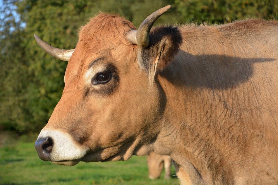 farm cow in the field