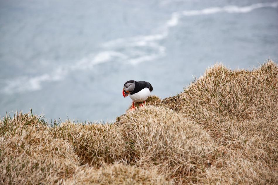 Puffin Cliff Animal