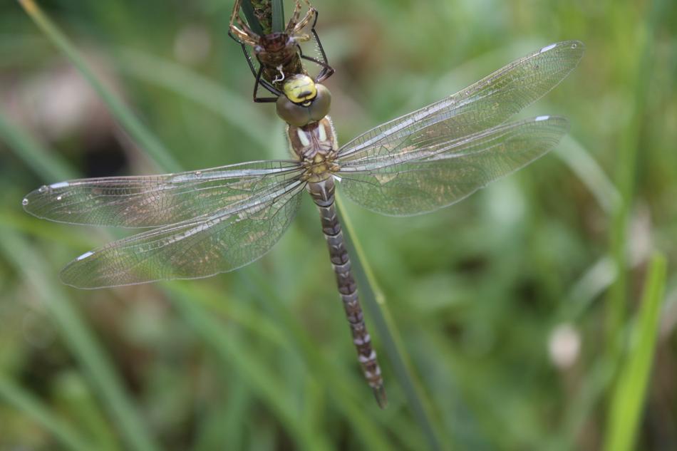Dragonfly Dragonflies Aeshna
