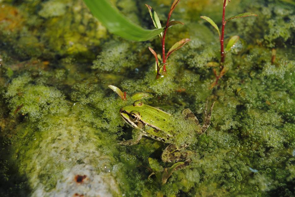 Green Frog in pond Water