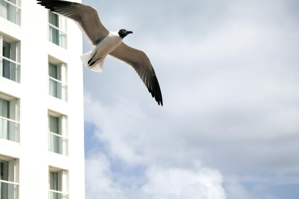Seagull Hotel Costa