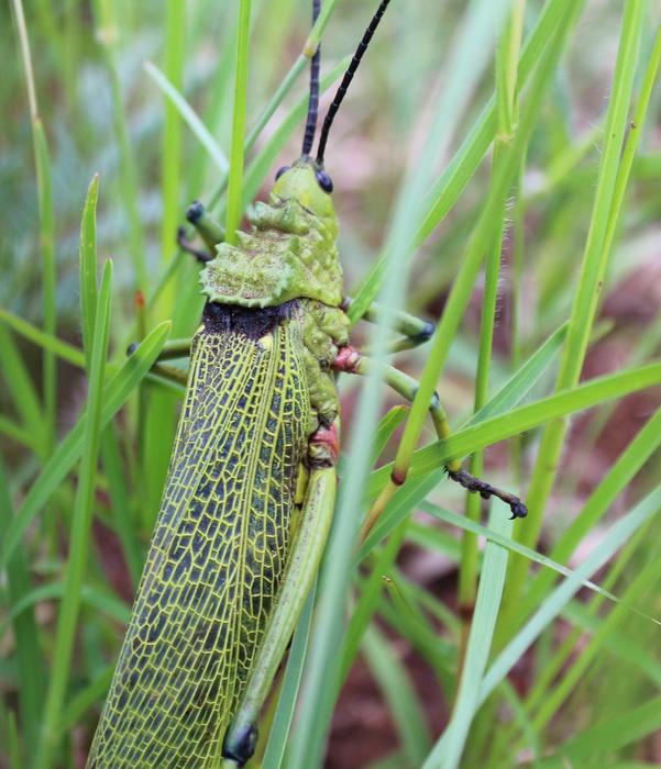 Grasshopper Insect Bug