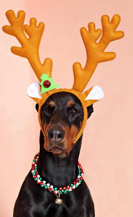 Dog Doberman Antler