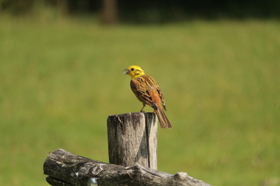 Bird Nature blur macro