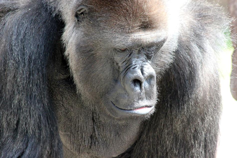 Gorilla Ape Strength