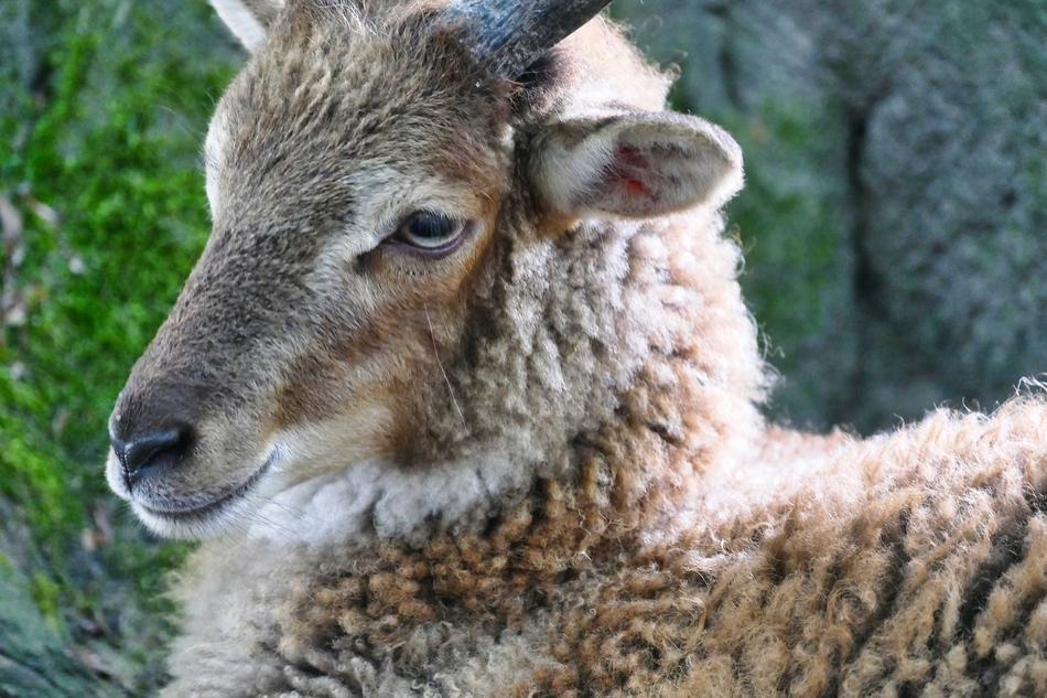 Sheep Animal Wool