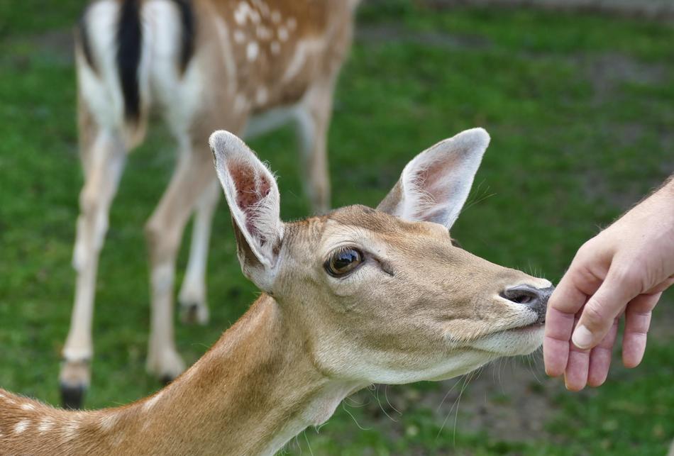 Roe Deer Fawn Kitz Young