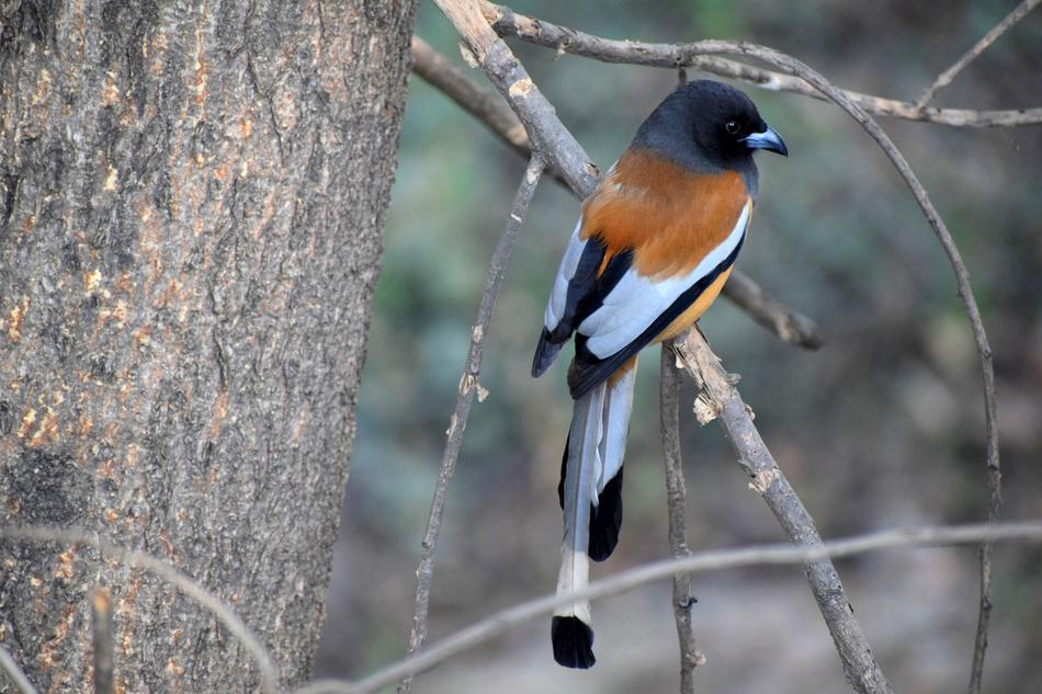 colorful bird sitting on a tree branch