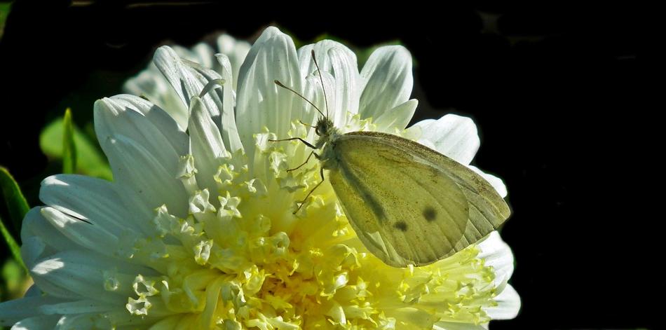 yellow butterfly on a fragrant flower