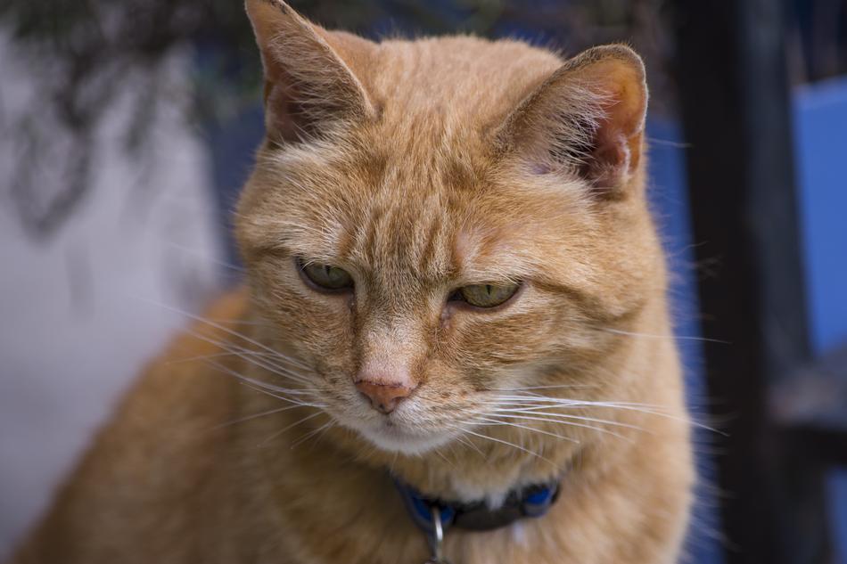 pet cat in a collar