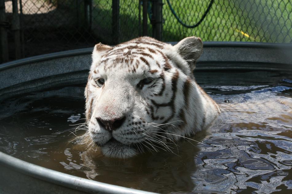 Bengal Tiger Predator