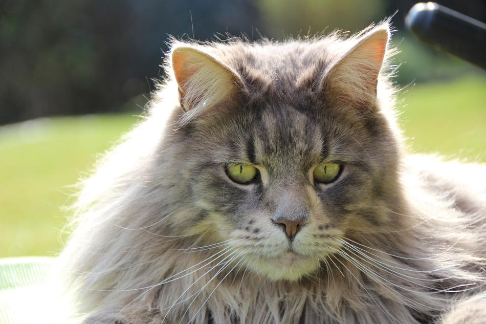 Maine Coon Breed Cat