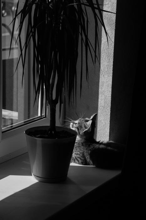 Cat Pet Animals Gray
