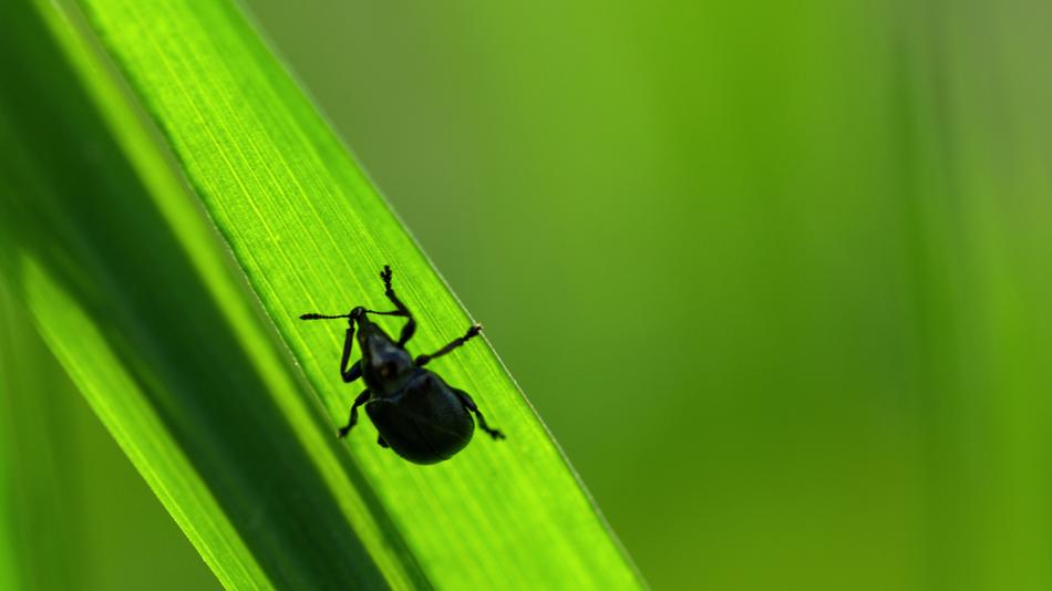 Insect Light Seeds