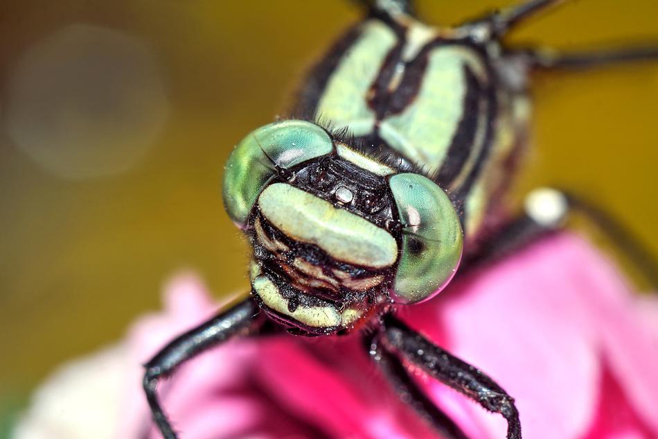 Ważka Insect Macro Dragonfly