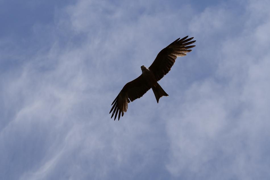 Bird Wild Animal