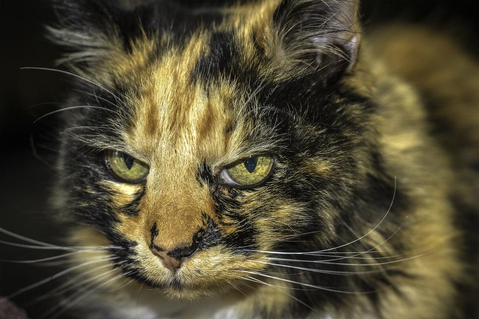 Cat Close Up Photo