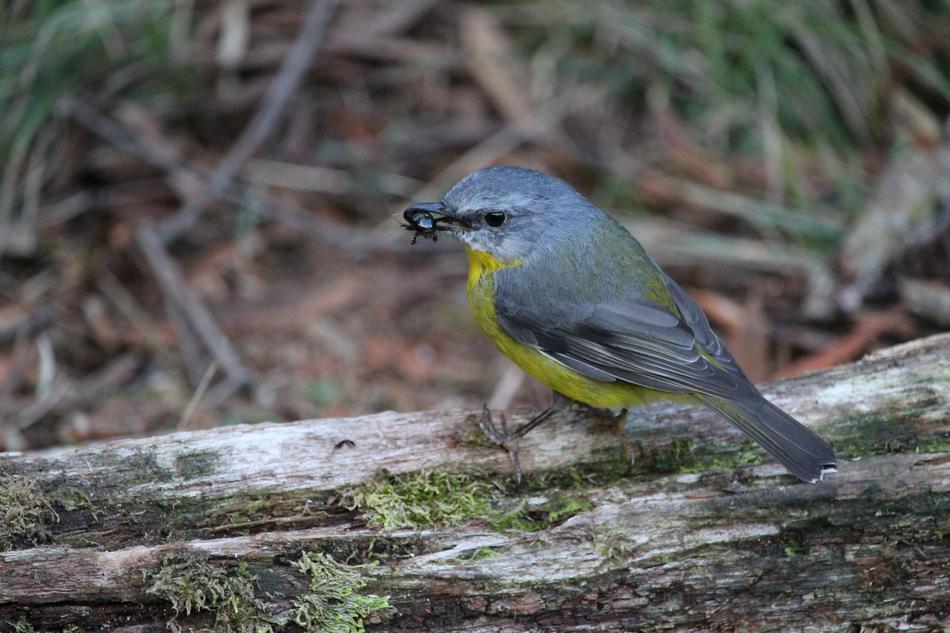 Eastern Yellow Robin