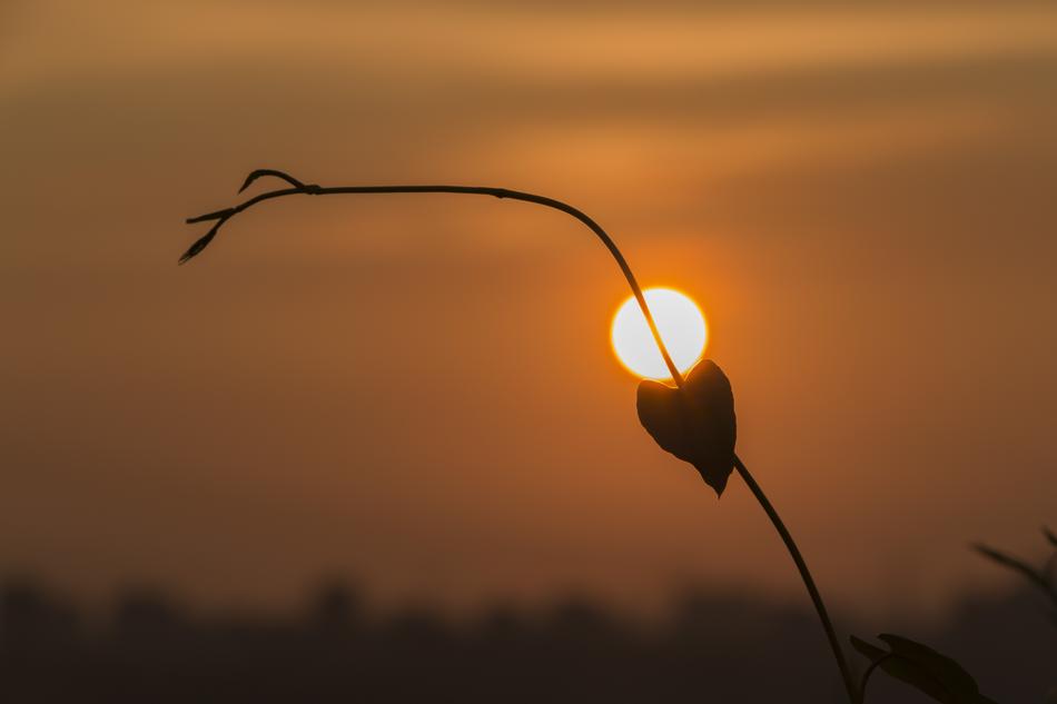 Heart Sunset Leaf