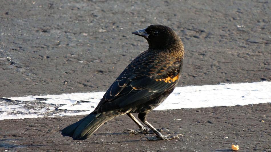 Blackbird Bird
