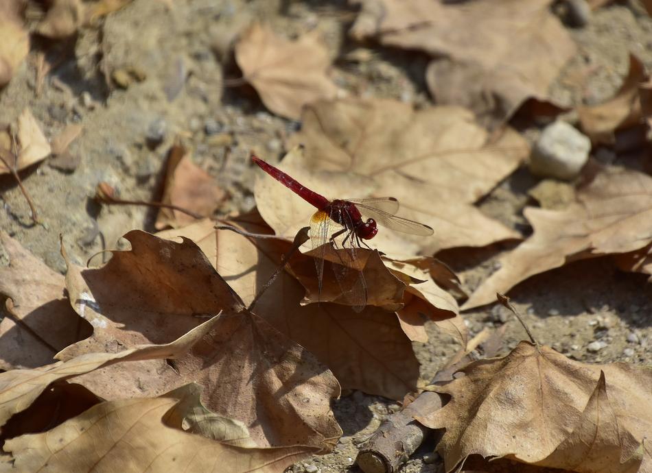 Dragonfly Insect Nature