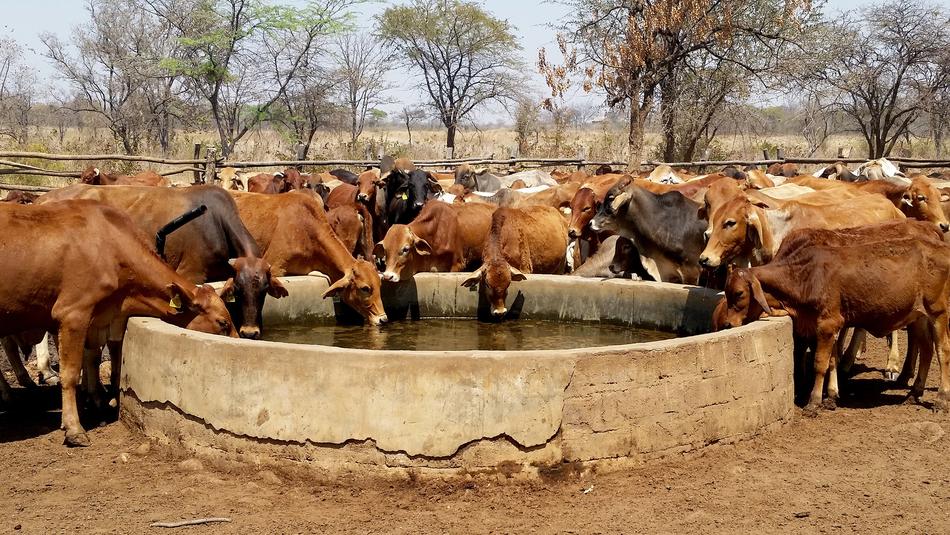 Cattle Water Trough Livestock