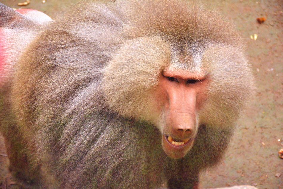 fluffy baboon at the zoo