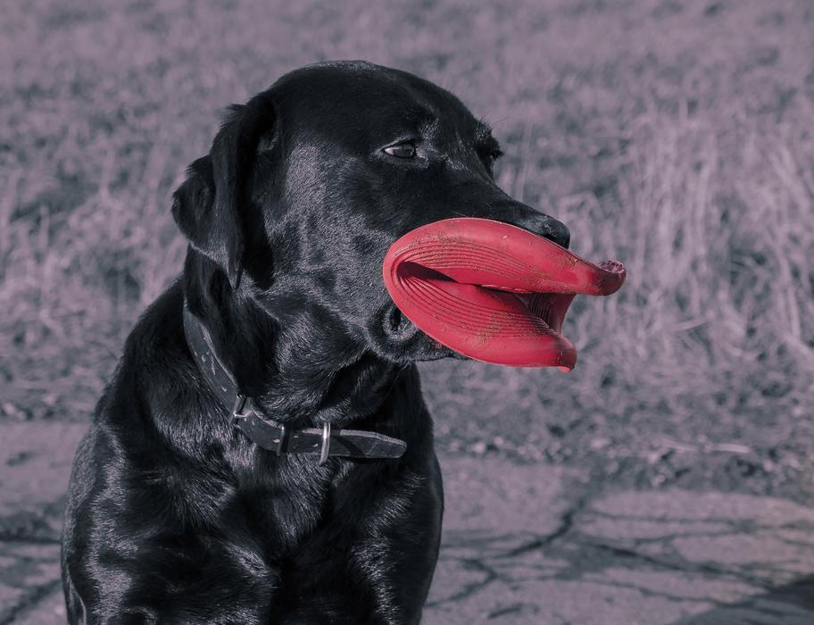 Dog Happy Pet