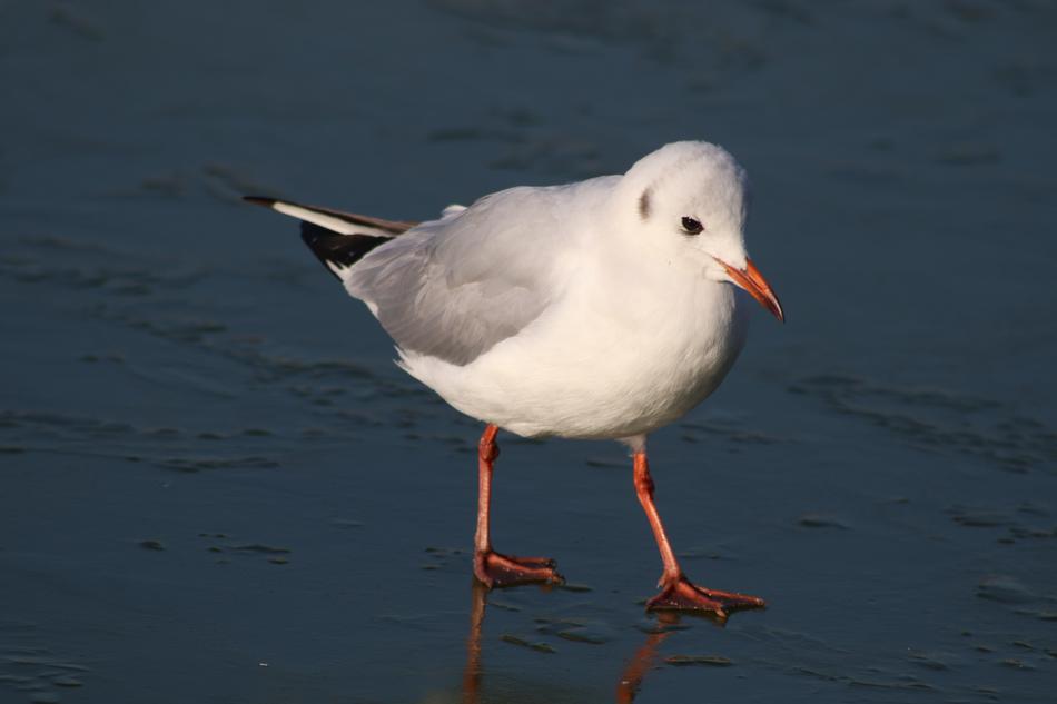 Bird Seagulls Seagull