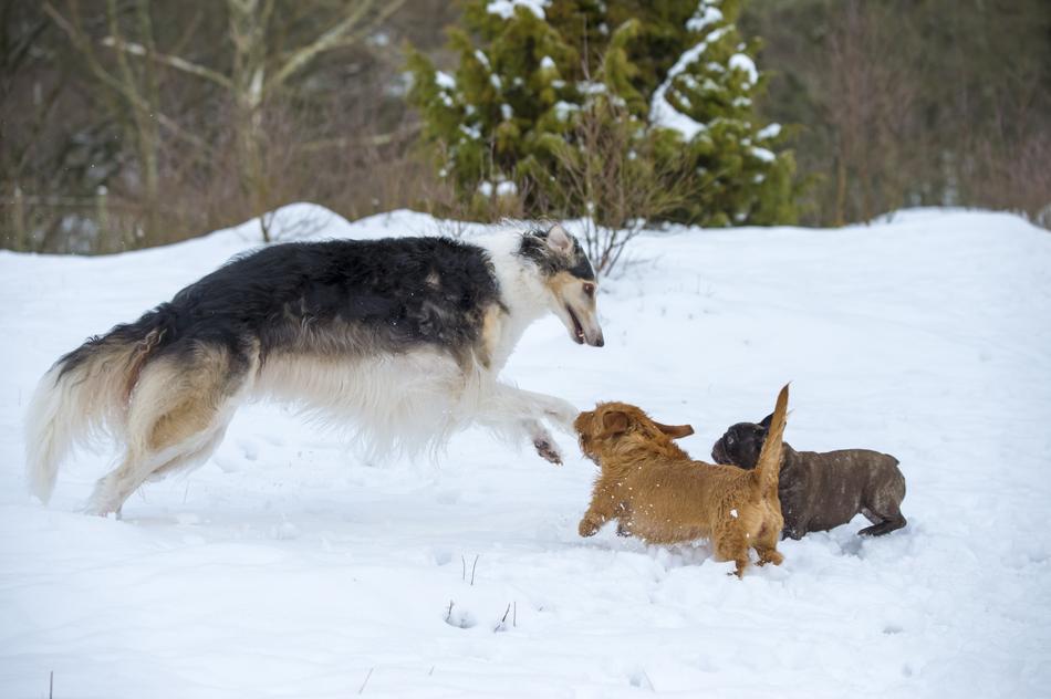 Borzoi Russian Greyhound