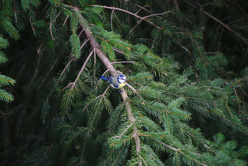 Blue Tit Bird Fir