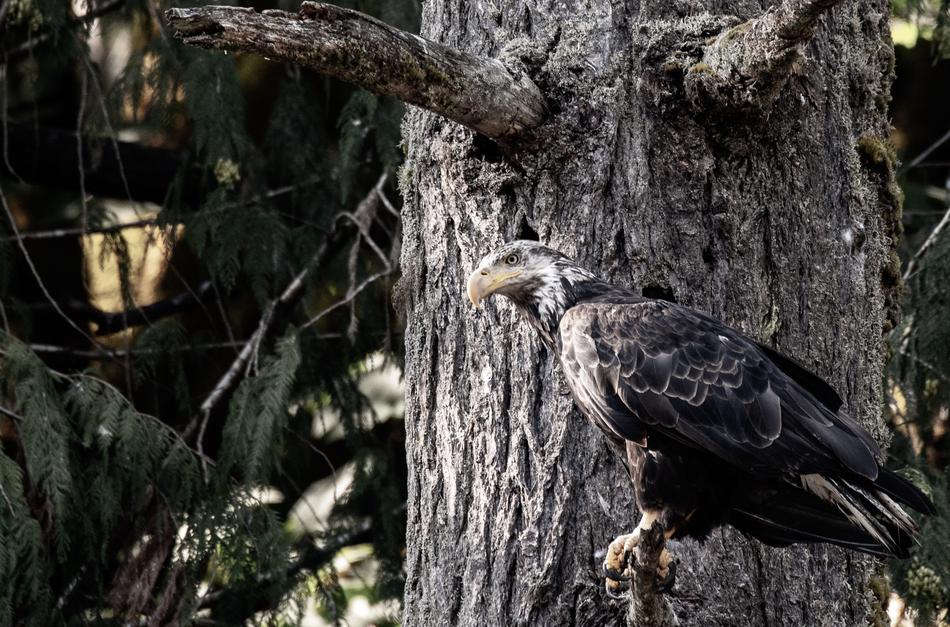 Eagle Bald Bird