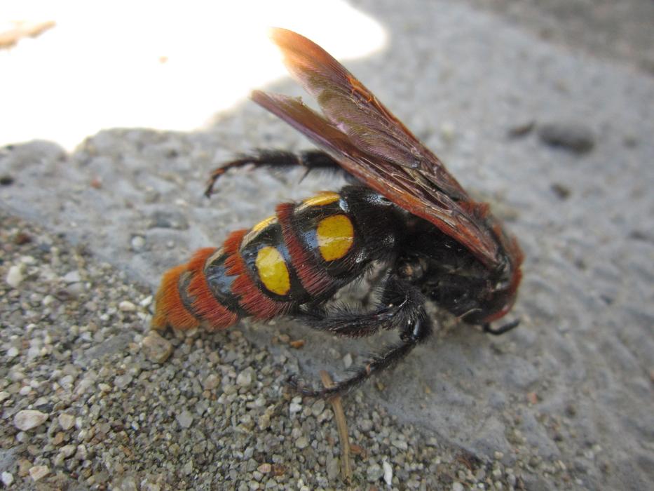 Insect Wasp Bug