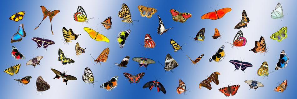 collection of beautiful butterflies