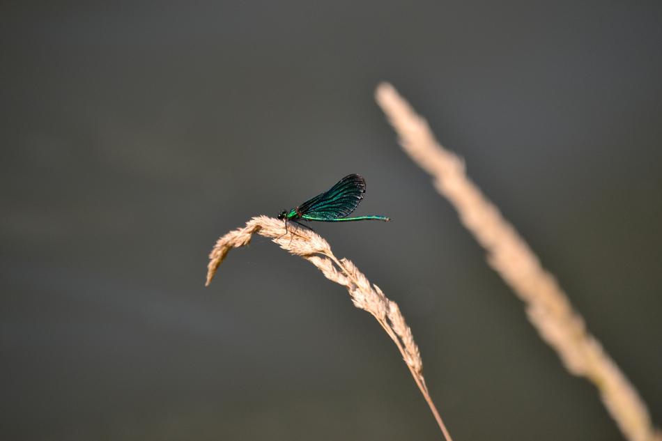 Dragonfly Green Insect