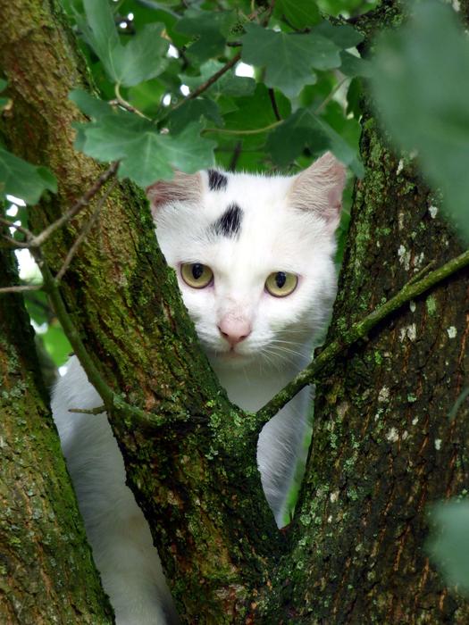 Cat White Animal