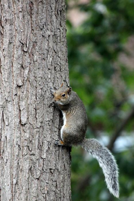 Squirrel on Tree Bark