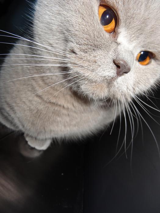 Cat Grey Feline