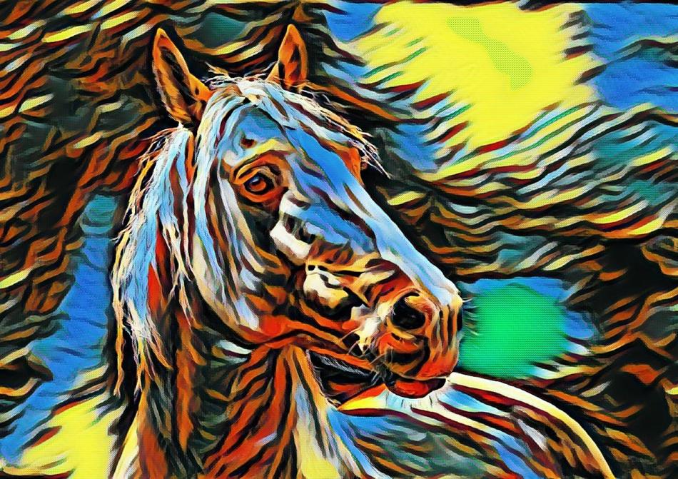horse colorful animal stallion