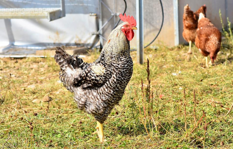 Hahn Crow Poultry